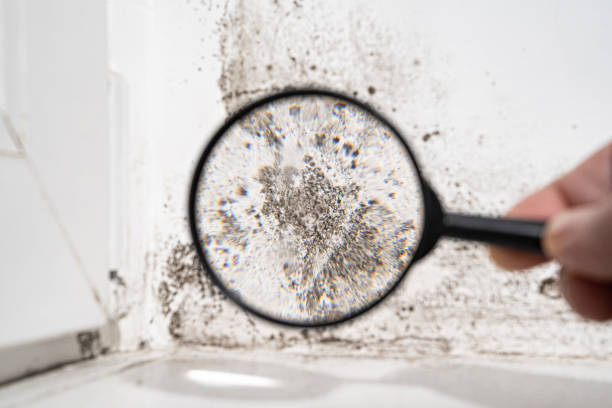 Best Black Mold Removal  in Cheswick, PA